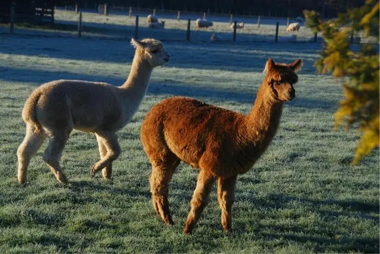 描写动物动作的一段话