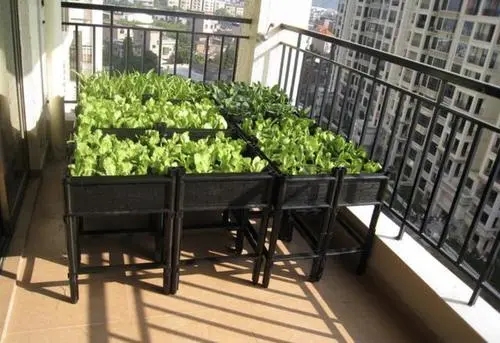 阳台种菜的朋友圈说说文案