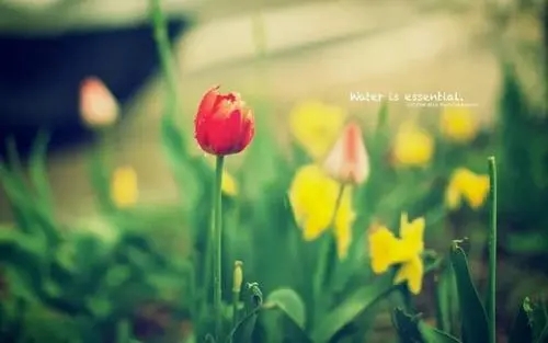 美好的心情从早晨开始的说说文案