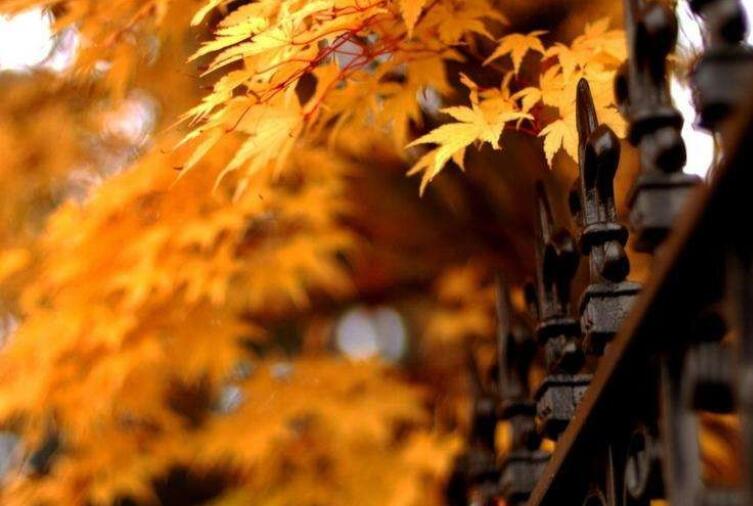 女人善良优雅经典句子文案