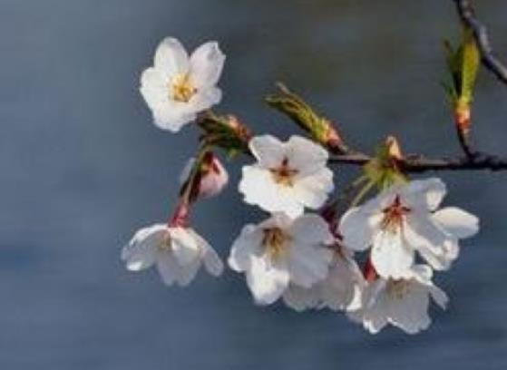 清明节的句子文案