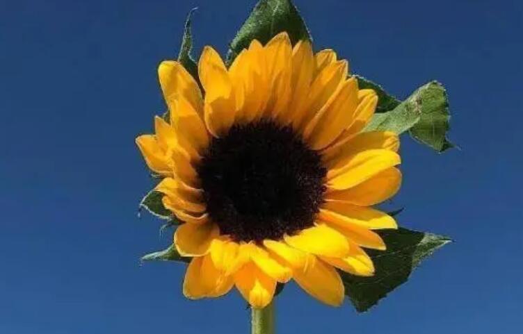 阳光灿烂的句子文案简短