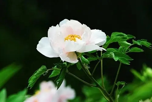 赞美牡丹花的短语