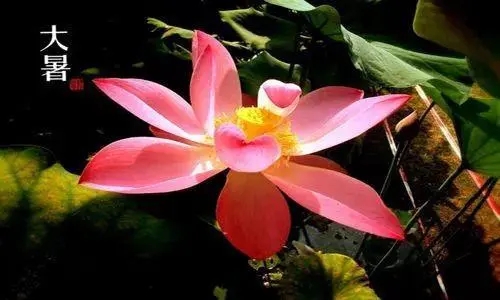 大暑的古诗词4言绝句