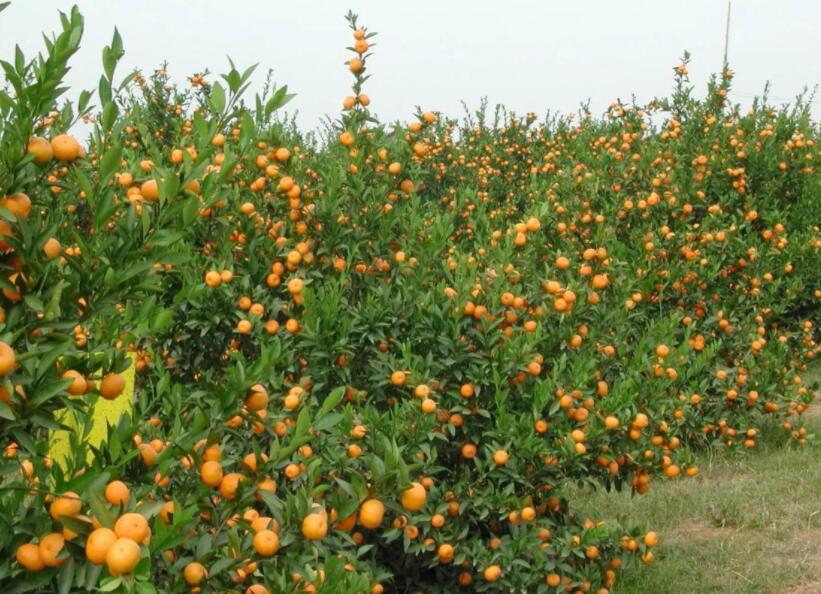 关于四季的好段摘抄大全