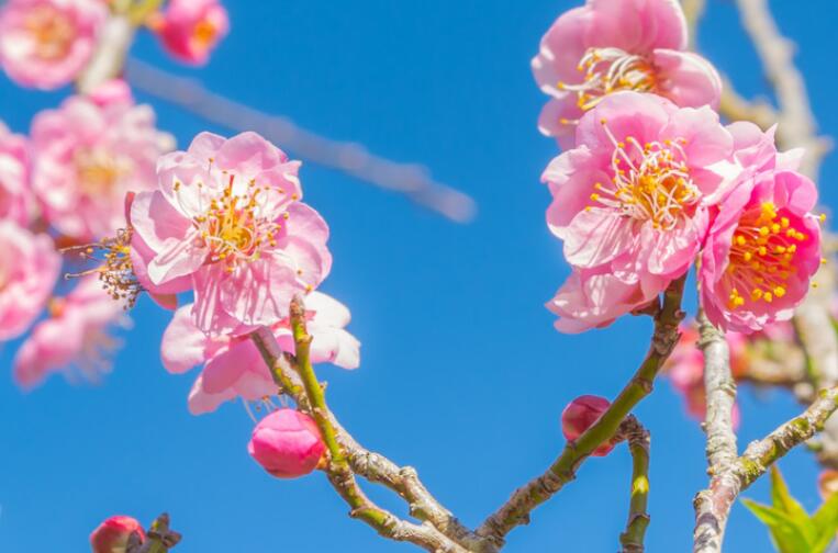 赞美花一句话10字