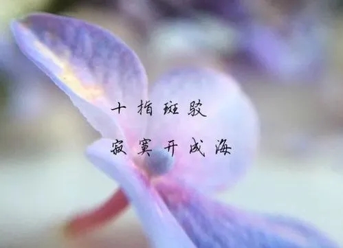 唯美句子文案短句爱情森林