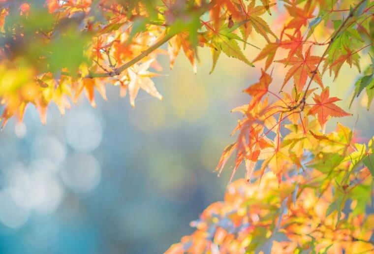 关于赞美秋风的诗句文案古诗