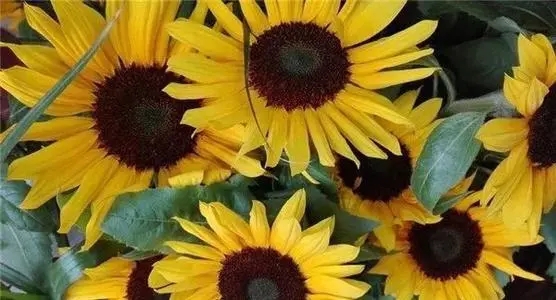 阳光微笑正能量的句子文案