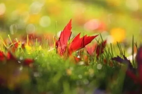 四年级秋天的句子文案短句唯美