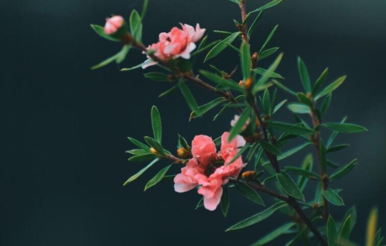 形容十二月的唯美语句文案