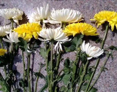 奶奶走了悼词朋友圈