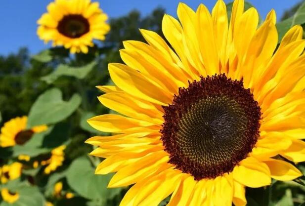 赞美向日葵的唯美句子文案