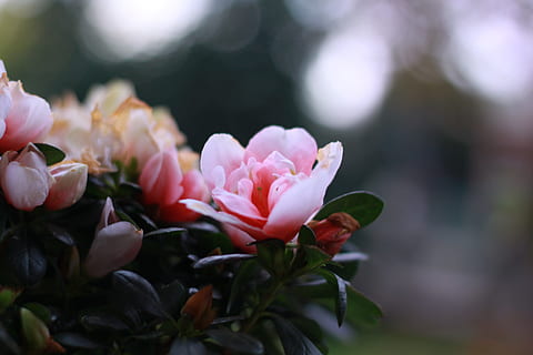 描写牛郎织女的优美句子文案