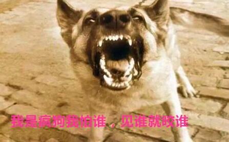 今天遇到疯狗了的说说文案