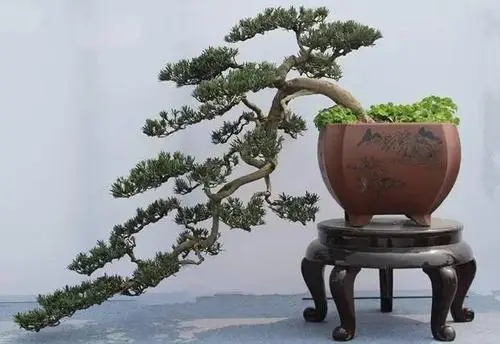 树桩盆景诗句文案