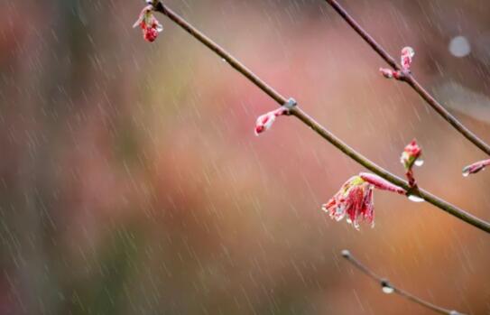 描写下雨的段落