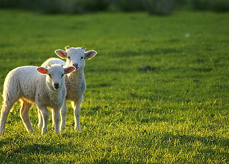 抖音正能量短句文案