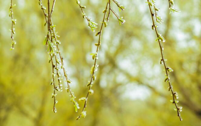 描写柳树倒映在水中的诗词