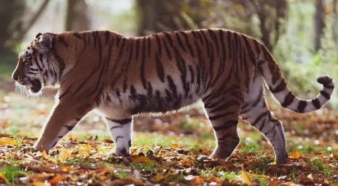 描写动物动作的好句子文案摘抄