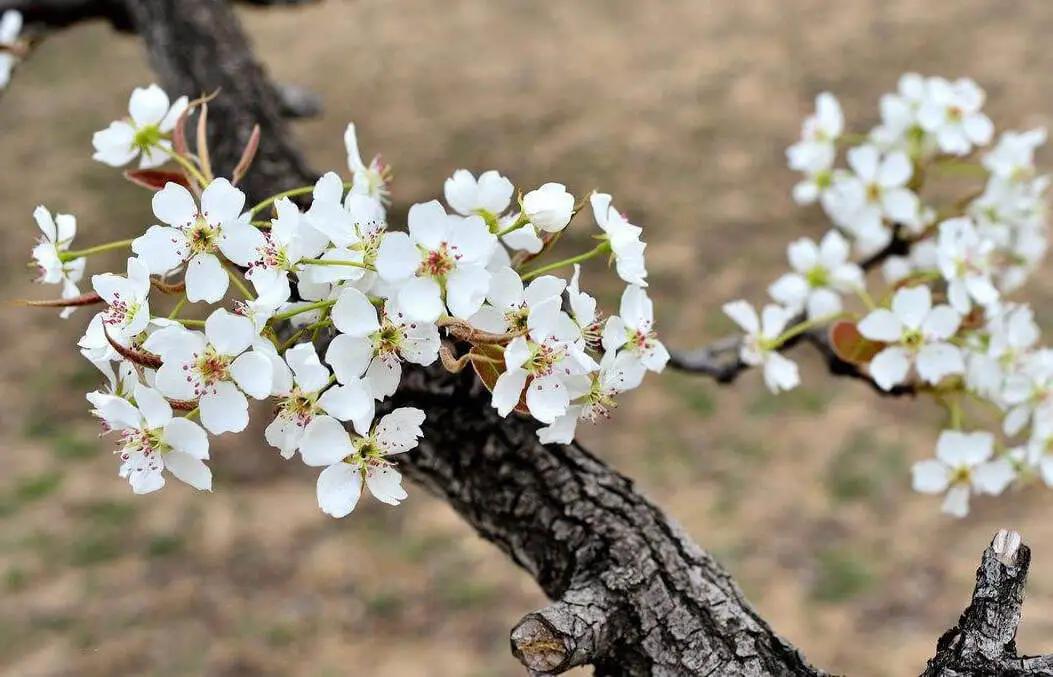 表达花落惋惜的句子文案