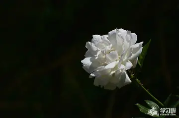 悼念刚离去的亲人句子文案