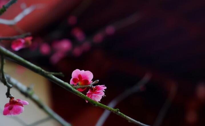 冬雨的句子文案