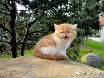 清晨幽默问候笑话