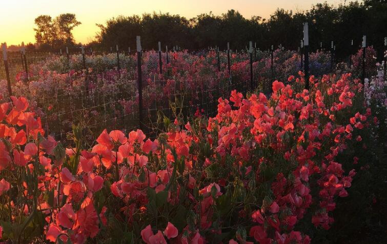 早上感言简单短句