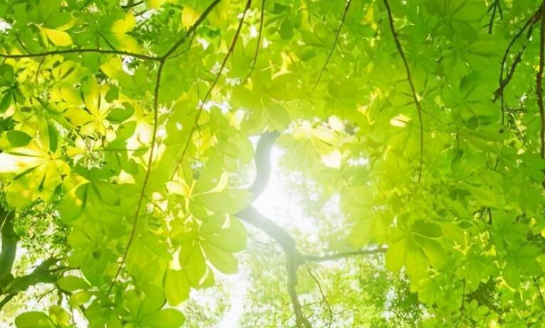 关于夏天的句子文案唯美简短