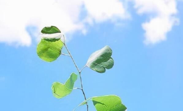 充满阳光的早安心语