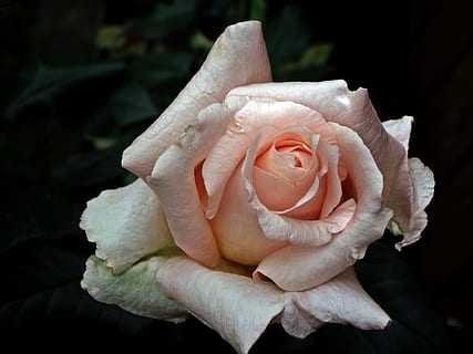 爱情寄语悲伤短句