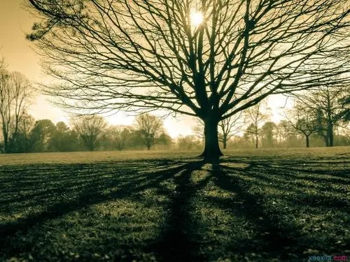 像大树一样成长的励志说说文案