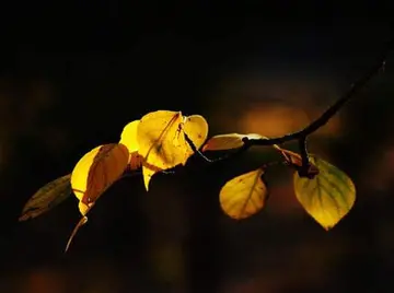 难过的英文说说文案带翻译短句