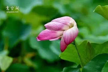 关于语言的好句子文案大全