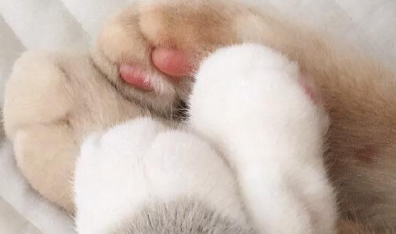 学舔狗的语气说句话