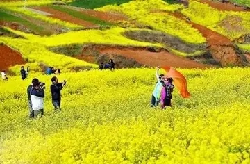 油菜花的搞笑文案