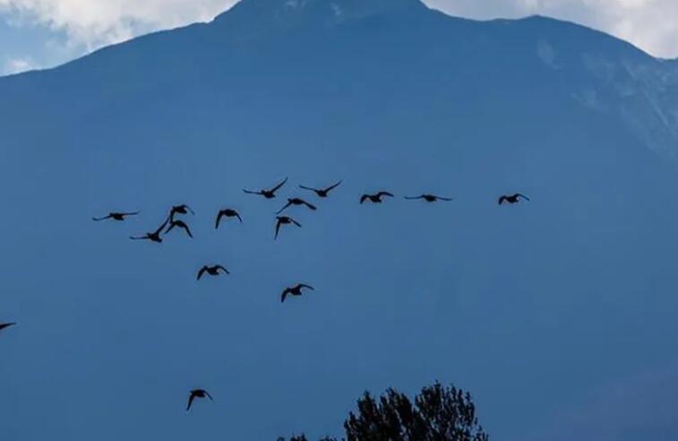 思念家乡的古诗大全