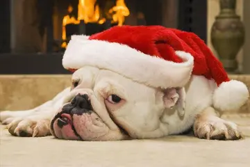 睡前搞笑幽默句子文案