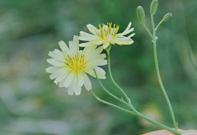 清凉一夏的优美句子文案