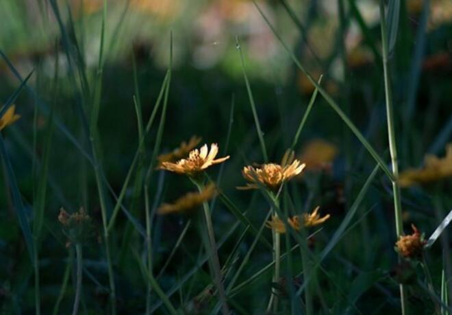 唯美语录文案精选短句阳光