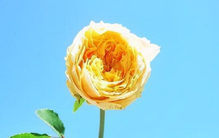 充满阳光的早安心语