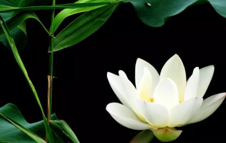 小学生必背古诗100首