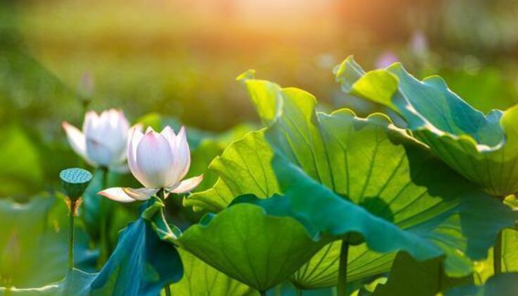 描写青春的经典诗词