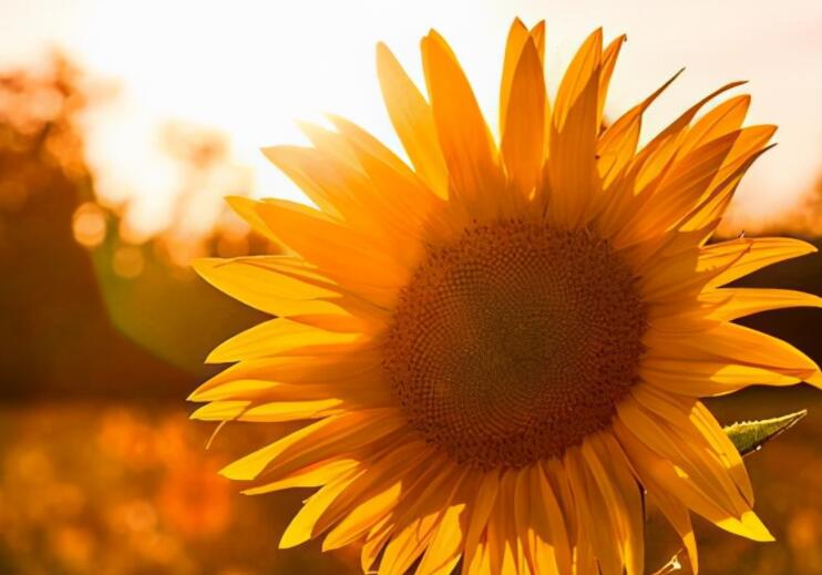 感情受伤的句子文案说说心情