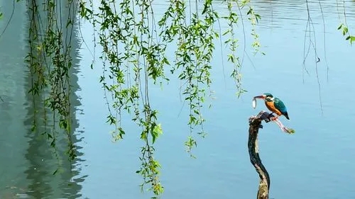 春天造句子文案一年级