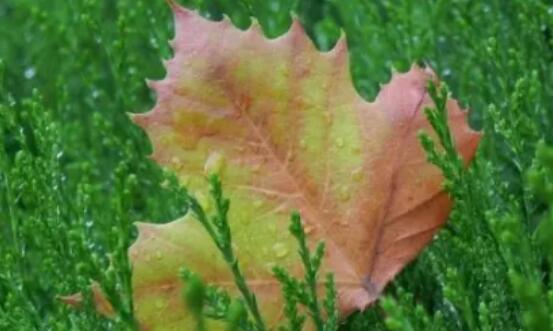 彻底心累又绝望的说说文案