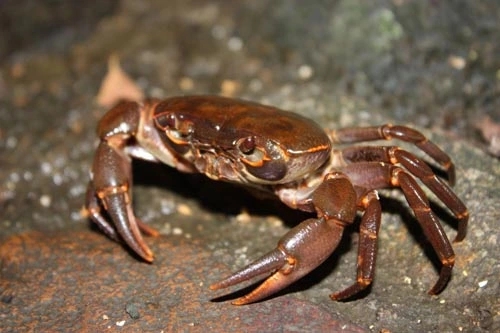 螃蟹咬住的优美句子文案