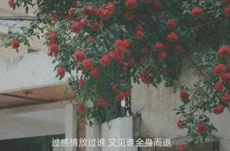伤感文案图片