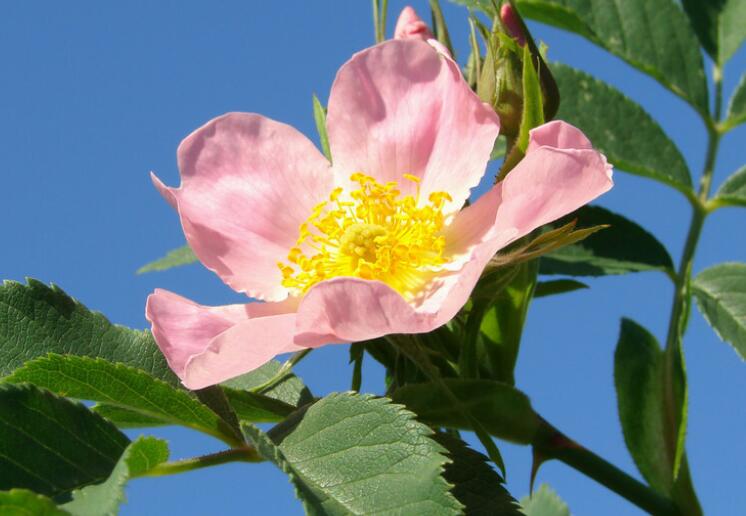 好心态早安正能量短句